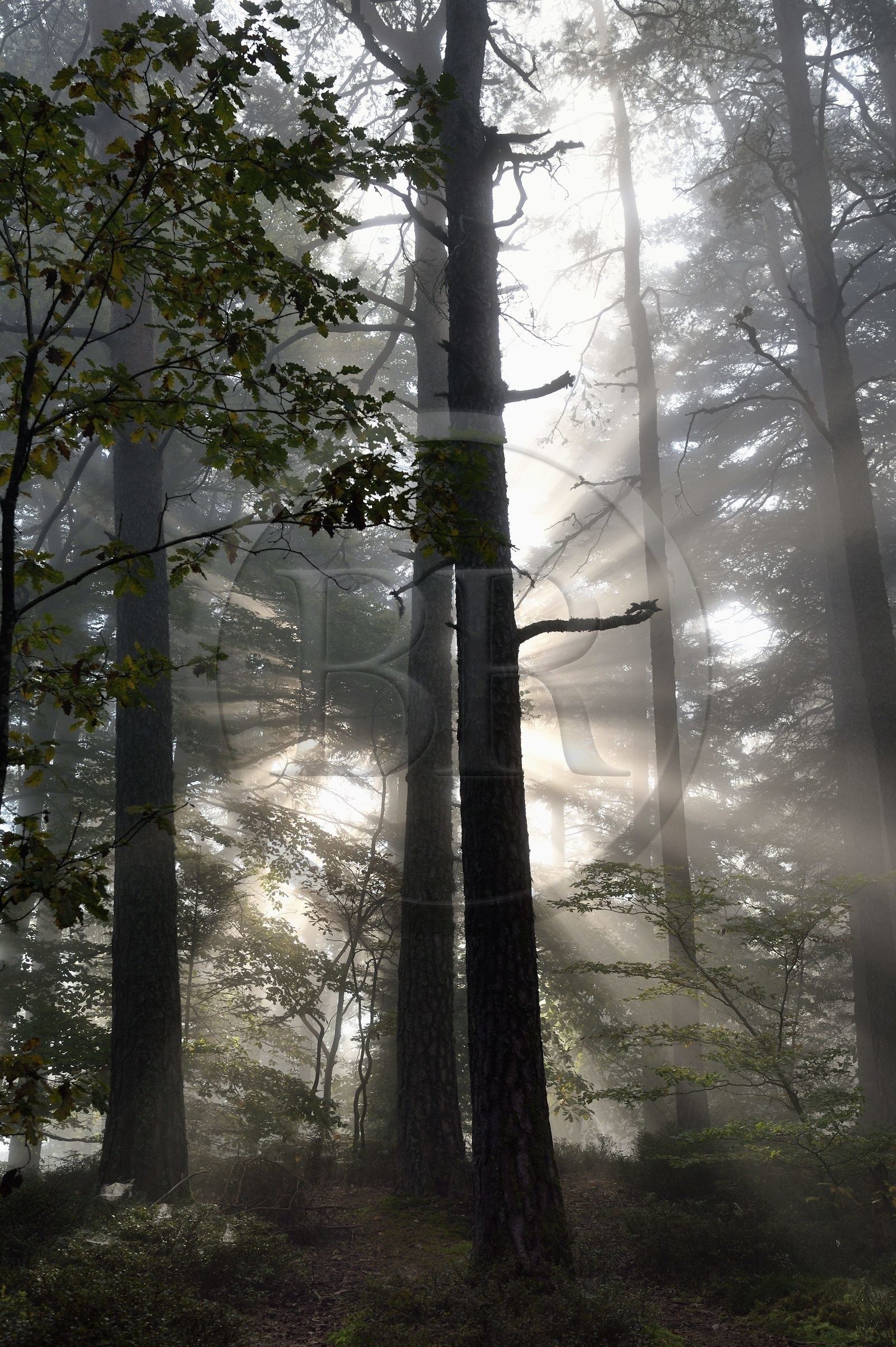 France, Bas-Rhin (67), Mont Saint-Odile, lever de soleil dans la brume du petit matin