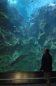 France, Manche (50), Cherbourg, Cité de la Mer, le grand aquarium