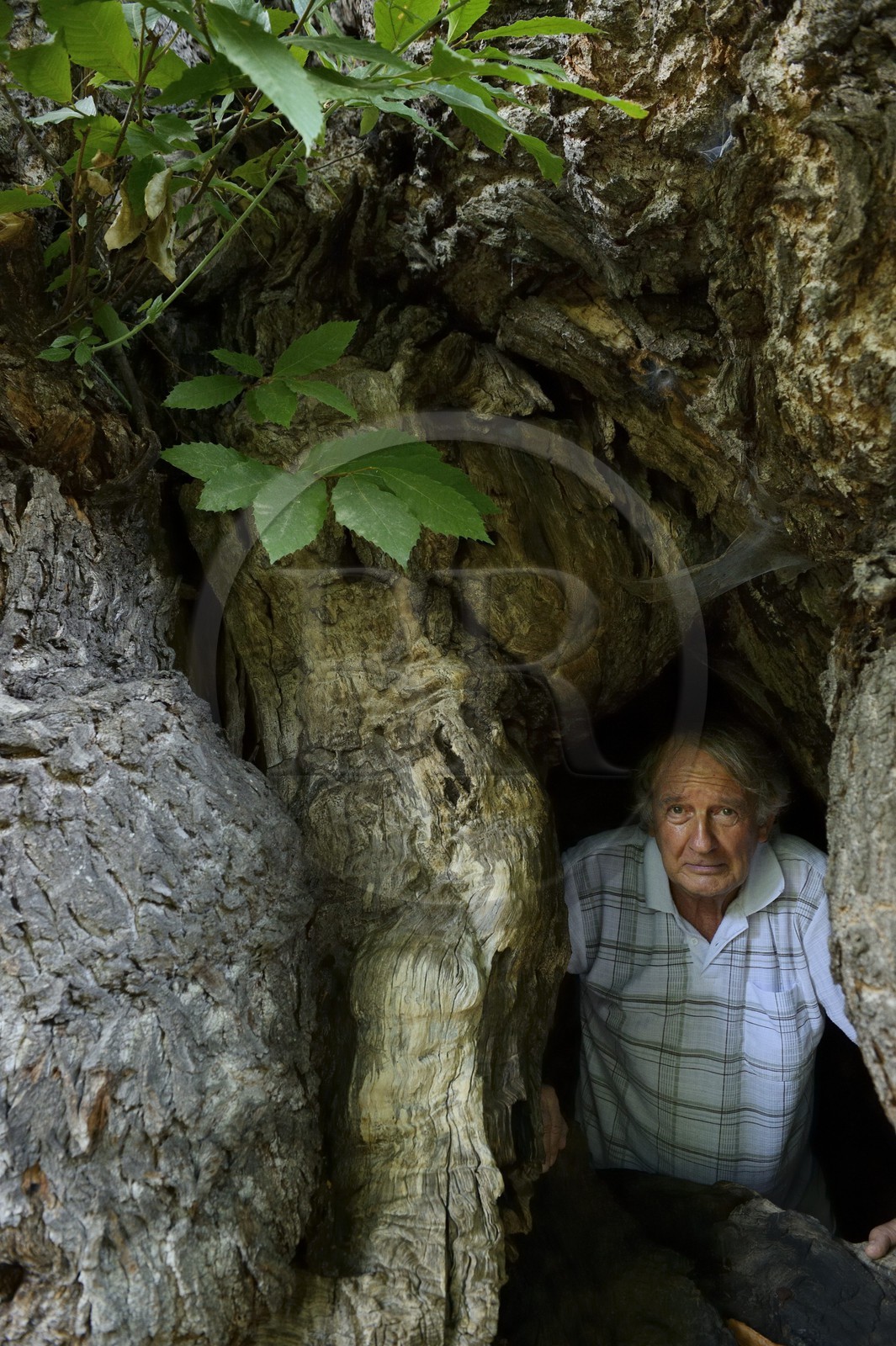 France, Haute-Corse (2B), Castagniccia, village de Carcheto, l'écrivain Jean-Claude Rogliano et le célèbre chataigner qui est le personnage principale de son livre Le berger des morts, Mal'Concilio