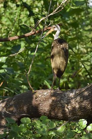Nicaragua, Ile d'Ometepe réserve mondiale de Biosphère sur le lac Nicaragua, marais le long du Rio Istian, Courlan brun (Aramus guarauna)