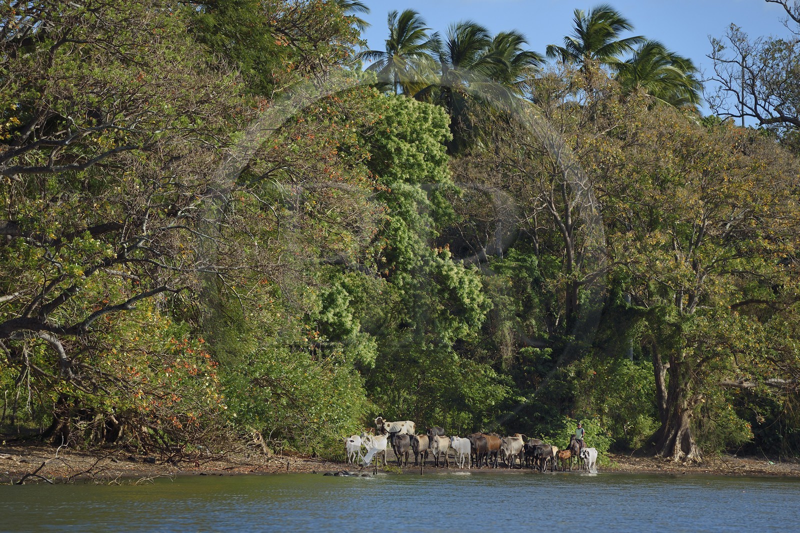 Nicaragua, Ile d'Ometepe sur le lac Nicaragua, troupeau de vaches sur la plage conduit par un cow boy