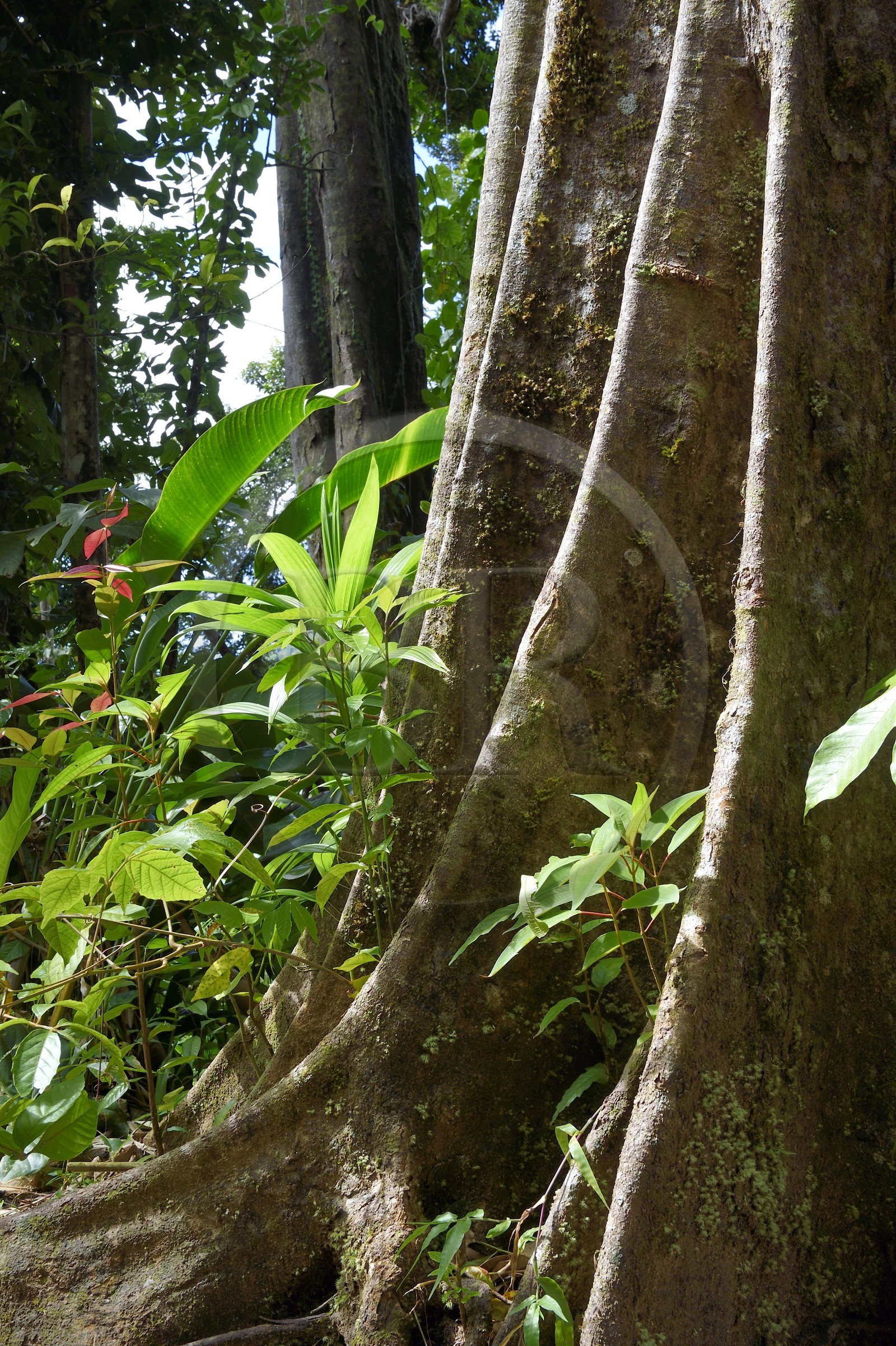 Caraïbes, Ile de la Dominique, Parc national du Morne Trois Pitons classé Patrimoine Mondial de l'UNESCO, chataignier dominicain (sloanea caribaea), en créol Chatannyé Ti-Fèy