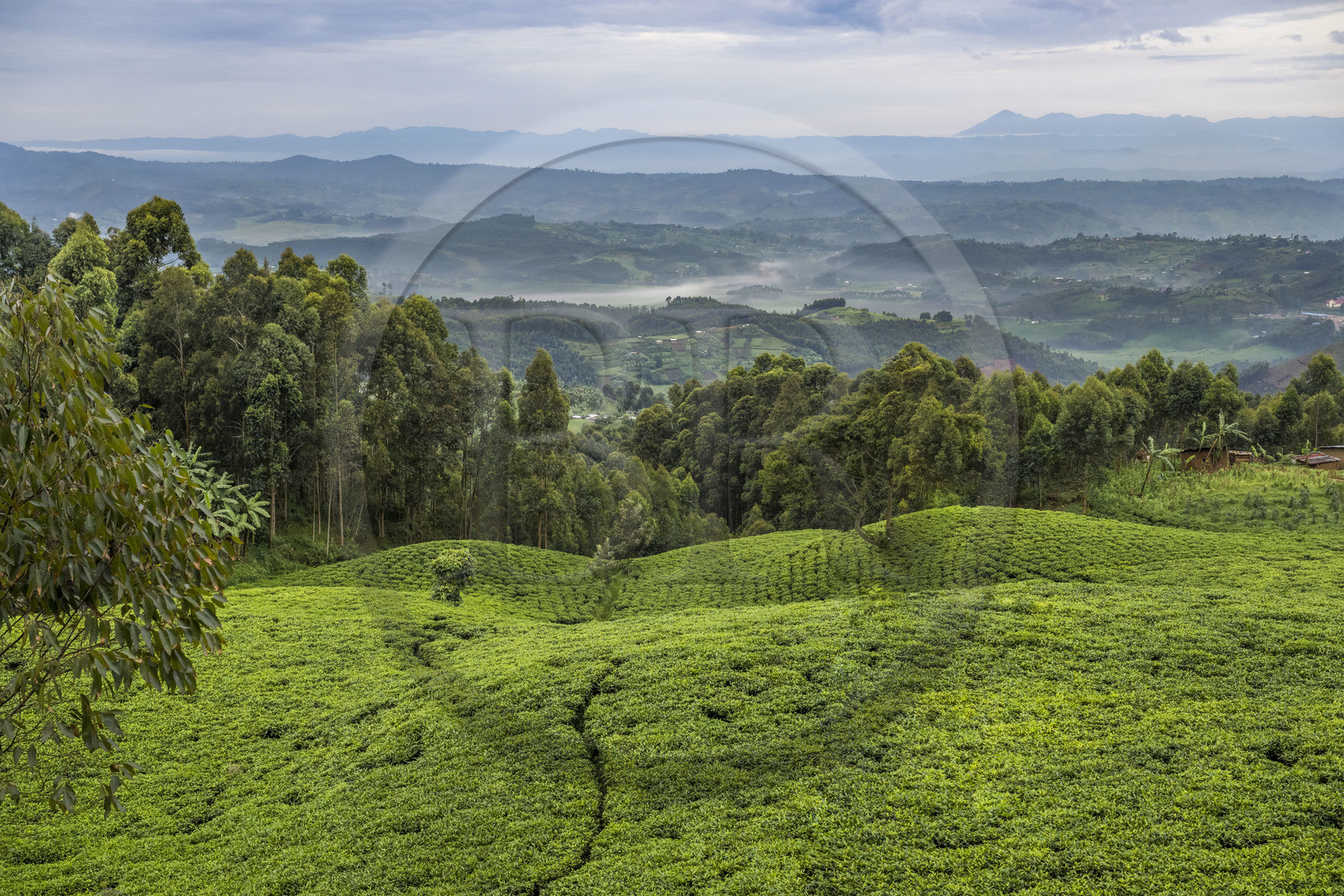Rwanda, Province de l’Ouest, Gisakura, plantation de thé, en arrière plan les montagnes du Kahuzi-Biega dans la République démocratique du Congo