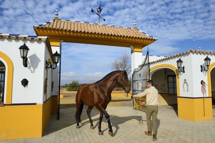 Espagne, Andalousie, province de Séville, Utrera, le haras Ayala (Yeguada Ayala), Pure race espagnole ou PRE (Pura Raza Espanola)