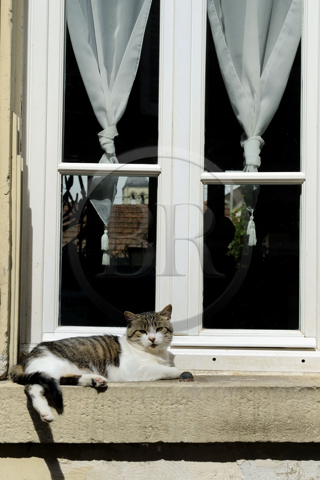 France, Val-d'Oise (95), Vétheuil, chat au bord de la fenetre