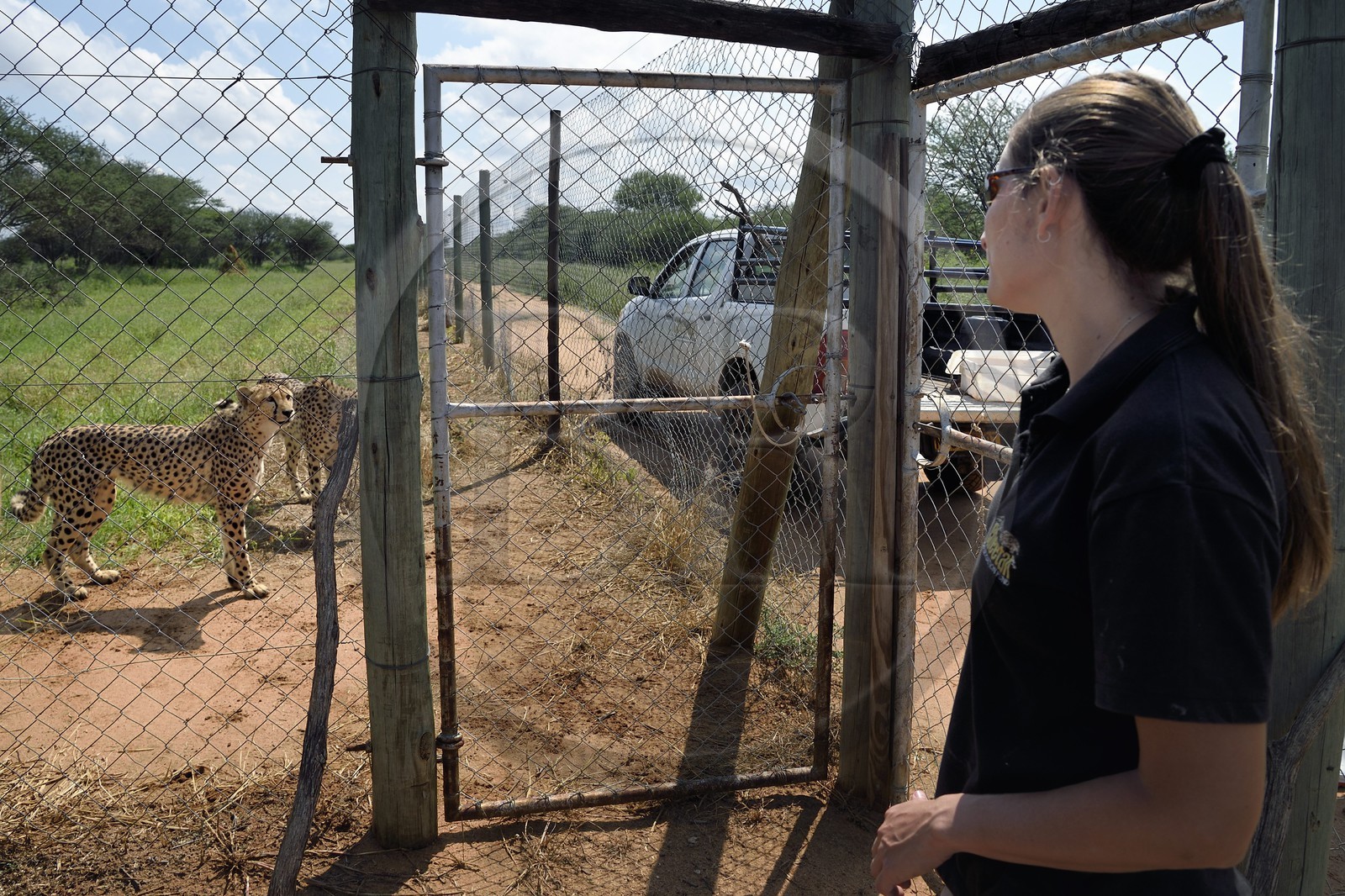 Namibie, Otjiwarongo, Cheetah Conservation Fund, centre de recherche et d'éducation, guépard (Acinonyx jubatus) en captivité temporaire et destiné à être relaché dans le bush, avec l'assistante vétérinaire Ashley Flaig