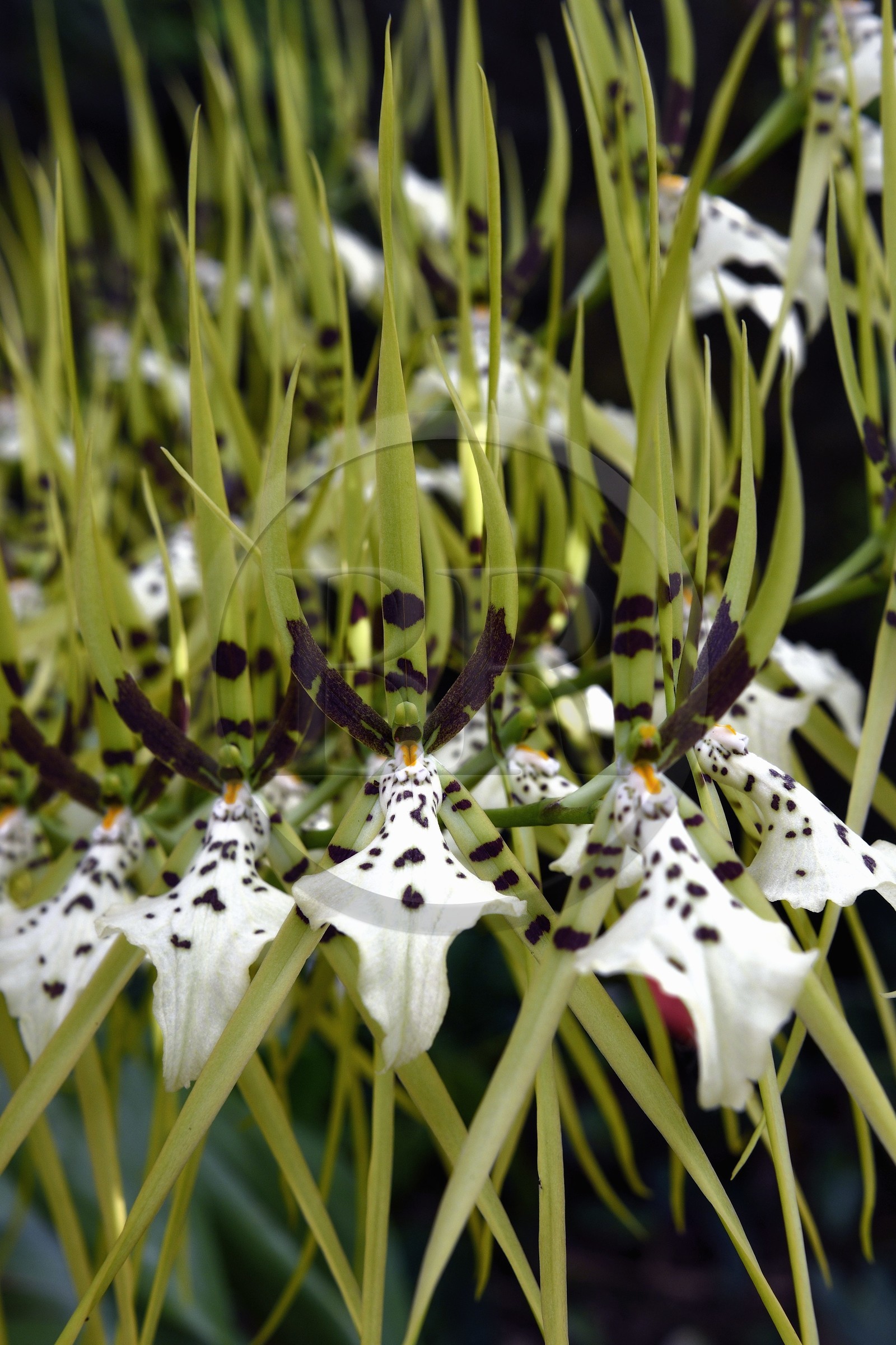 France, Ile de la Reunion, orchidée Brassia Verrucosa