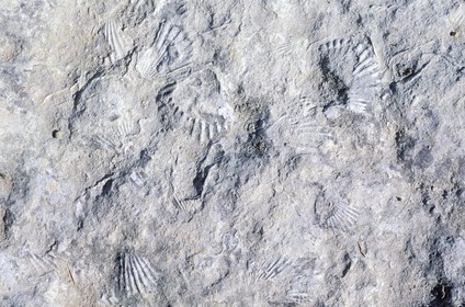 France, Bouches-du-Rhône (13), Les Baux-de-Provence, labellisé Les Plus Beaux Villages de France, la roche provient d' anciens fonds marins
