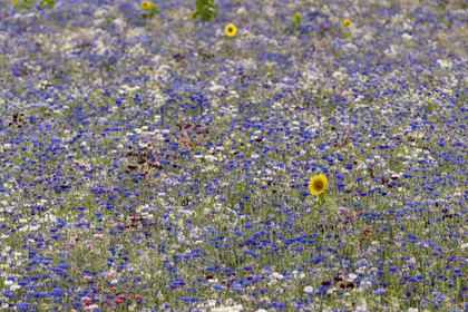 France, Maine-et-Loire (49), vallée de la Loire classée au Patrimoine Mondial par l'UNESCO, Saumur, champ de bleuets (Cyanus segetum) et tournesol