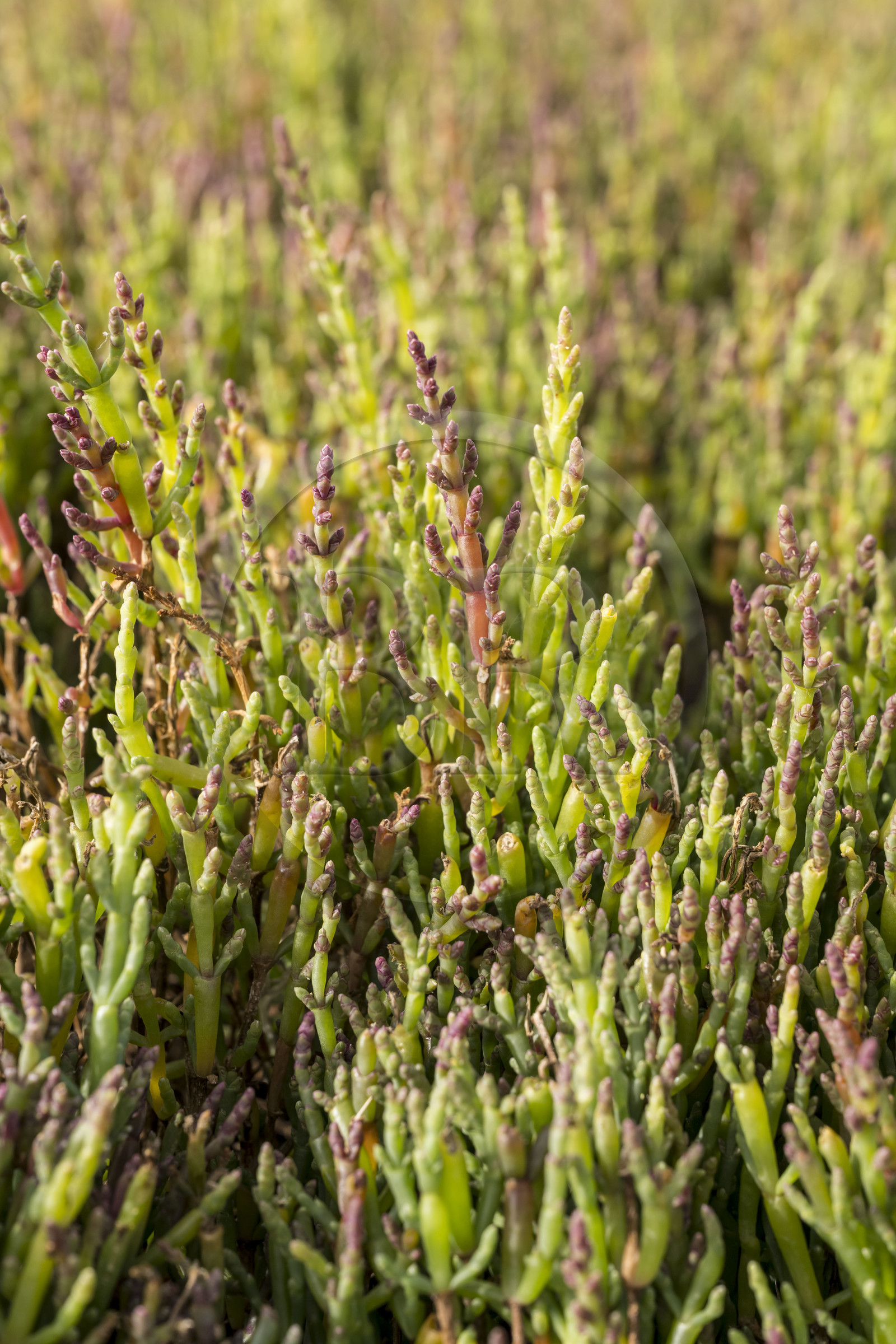 France, Charente-Maritime (17), Port-des-Barques, Ile Madame, la Ferme Aquacole de l'Ile Madame, salicorne européenne (Salicornia europaea) bio, elle est semée et récoltée 4 fois par an
