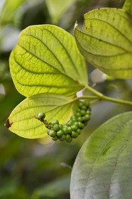 Sri Lanka, province du centre, district de Matale, Kawudupelella, Ranweli Spice Garden, graines de poivre