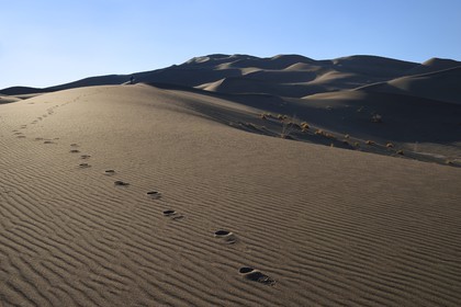 Iran, Province de Yazd, désert du Dasht-e Kavir, Moghestan, randonnée dans le massif dunaire dont la plus haute dune atteint les 200 mètres