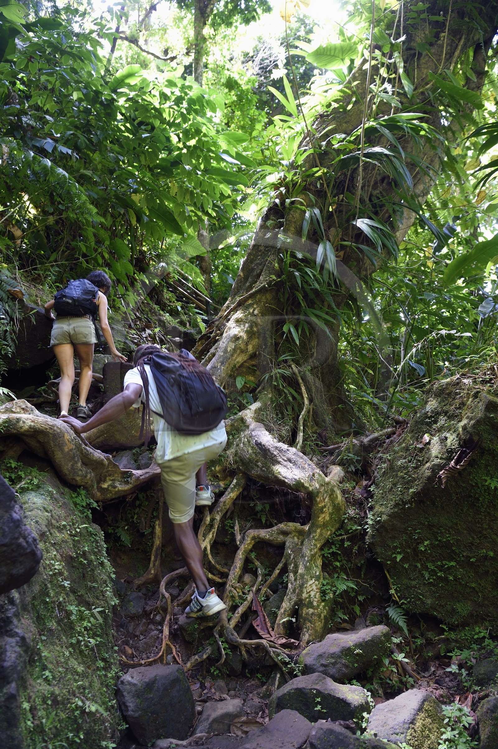 Caraïbes, Ile de la Dominique, Parc national du Morne Trois Pitons classé Patrimoine Mondial de l'UNESCO, randonnée au cœur de la forêt tropicale menant à la cascade des Middleham Falls, sentier de randonnée Waitukubuli qui traverse l’ile