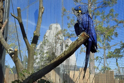 France, Paris (75), Le Parc zoologique de Paris (Zoo de Vincennes), Ara hyacinthe (Anodorhynchus hyacinthinus) dans la biozone Guyane, en arrière plan le Grand Rocher qui est l’emblème du zoo depuis 1934