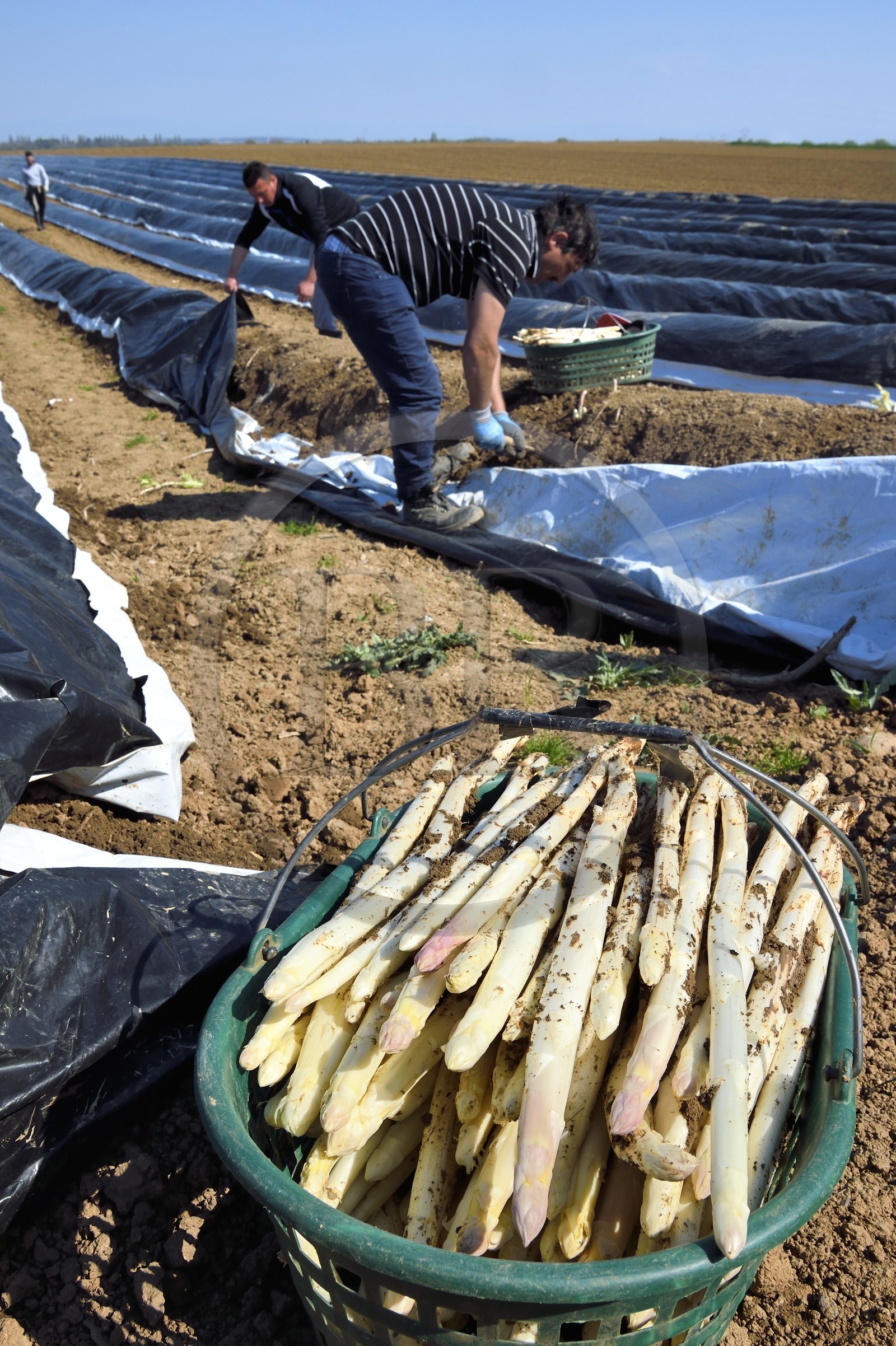 France, Bas Rhin, Fessenheim-Le-Bas, harvest of white asparagus in a field of the Weckel Farm