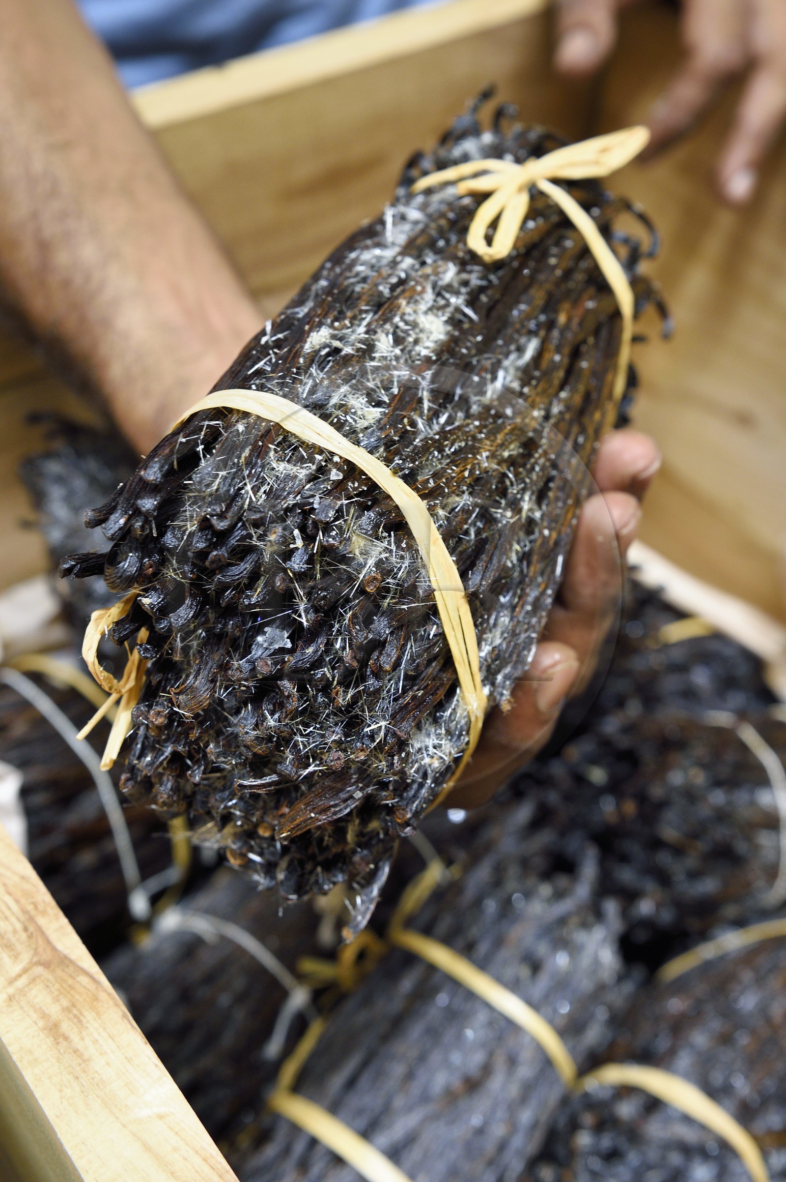 France, Ile de la Reunion, Saint-Louis, Domaine de Bellevue, producteur de vanille biologique cultivée sous des panneaux photovoltaïques, gousses de vanille Planifolia cristallisée avec 24 mois d'affinage minimum