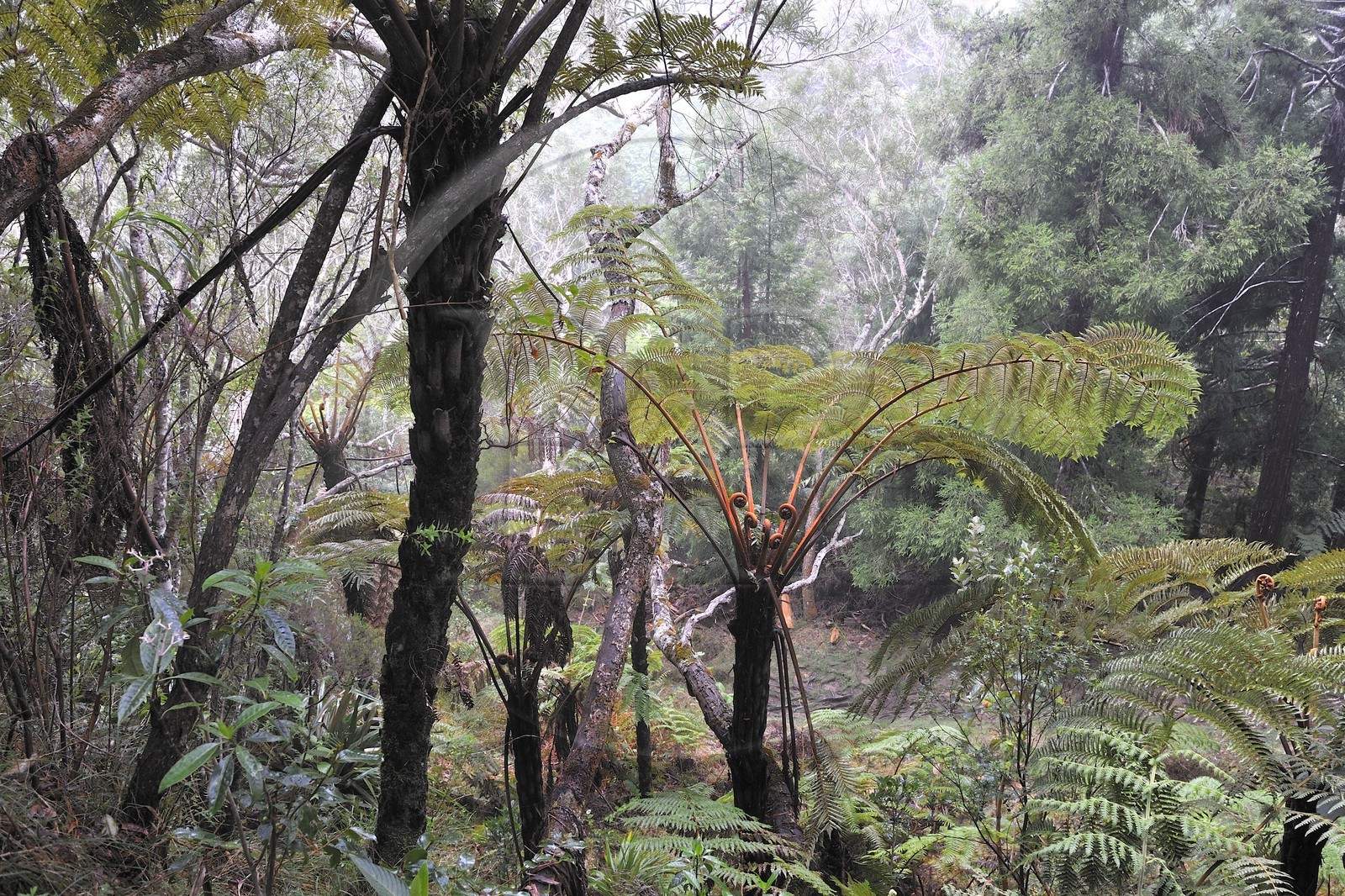 France, Reunion Island (French overseas department), Belouve forest, tree ferns