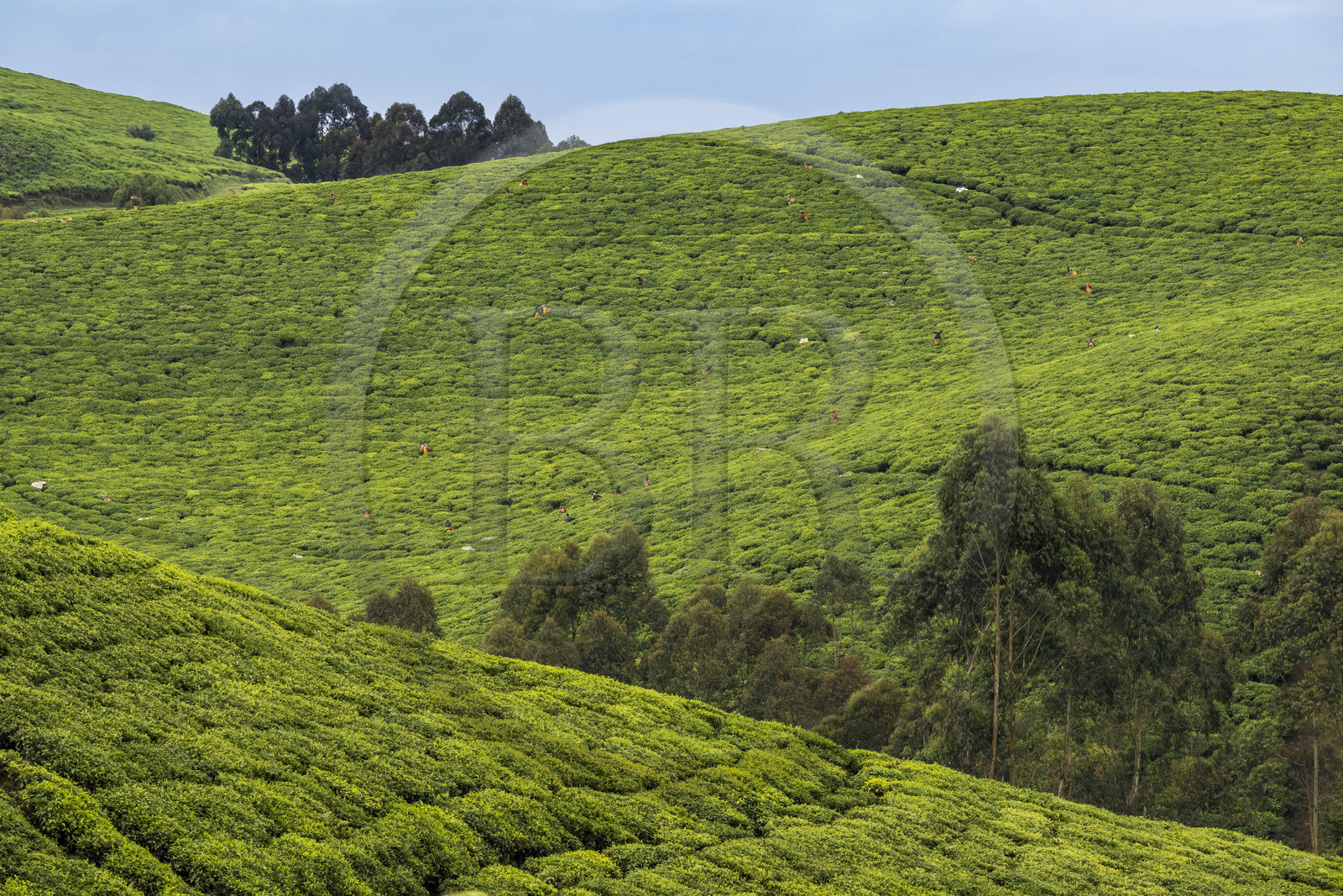 Rwanda, Province de l’Ouest, Gisuma, cueillette du thé dans une plantation de thé