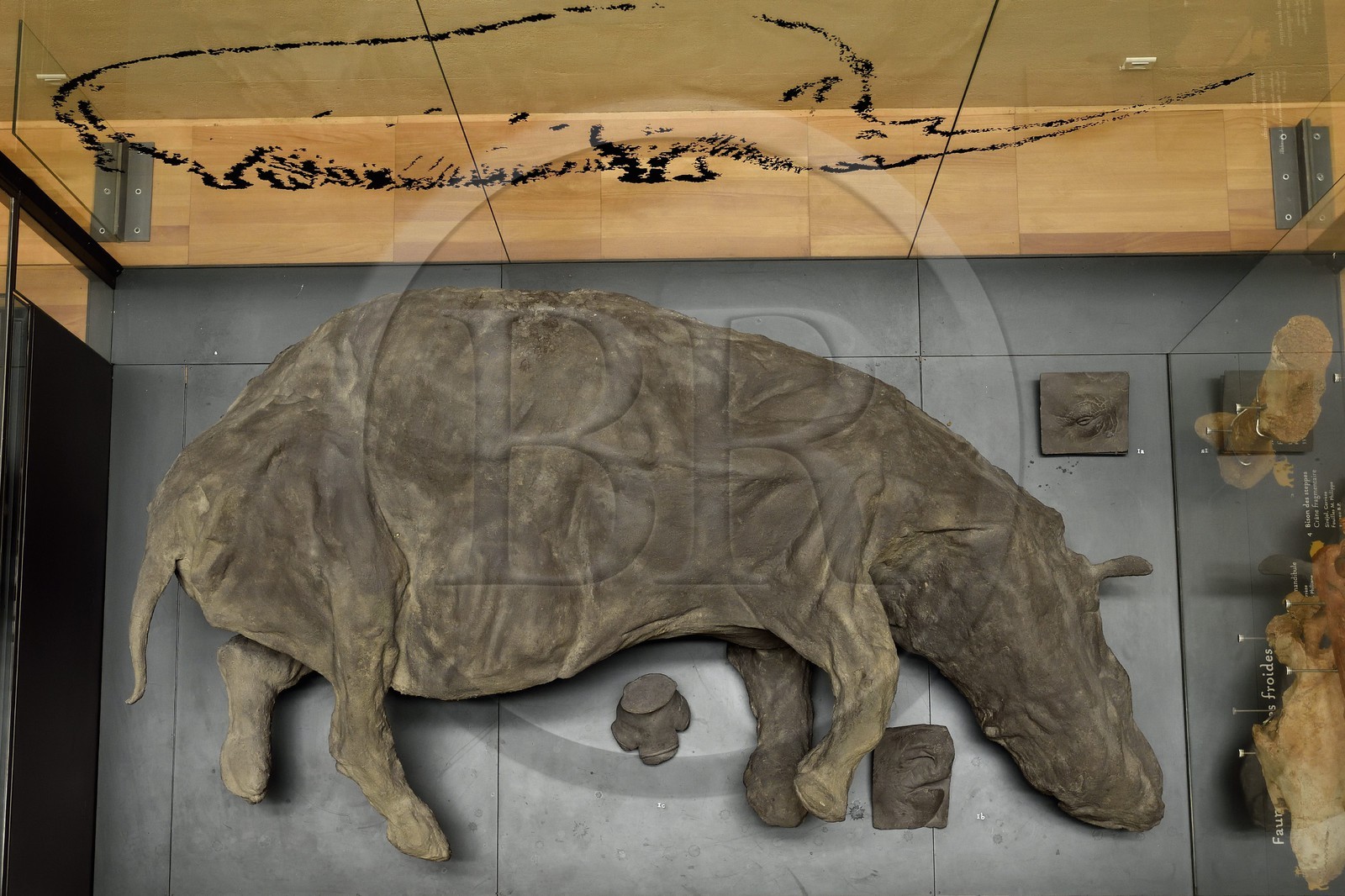 France, Dordogne (24), Périgord Noir, vallée de la Vézère, Les Eyzies-de-Tayac-Sireuil, site classé Patrimoine Mondial de l'UNESCO, Musée National de la Préhistoire, moulage d'un Rhinoceros laineux (Coelodonta antiquitatis) daté d'environ 30000 ans tel qu,il a été retrouvé dans le pergélisol