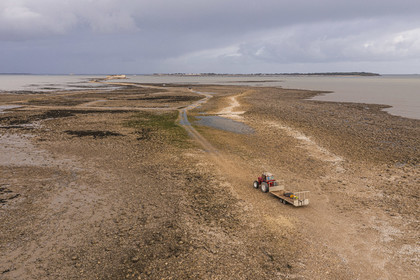 France, Charente-Maritime (17), Fouras, tracteur dans les parcs à huitres, ostreiculteur récoltant des poches à la Pointe de la Fumée à marée basse, le Fort Enet et l'Ile d'Aix en arrière plan (vue aérienne)