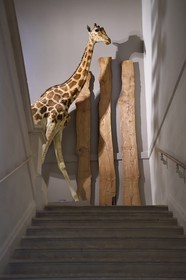 France, Charente-Maritime (17), La Rochelle, le Muséum d'histoire naturelle (muséum Lafaille), la girafe offerte à Charles X par Méhémet Ali