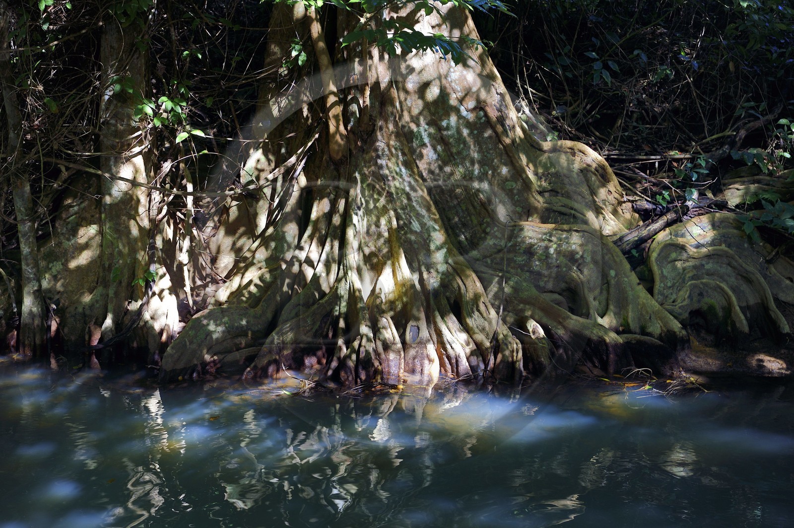 Caraïbes, Ile de la Dominique, Portsmouth, les rives de l'Indian River, sang-dragon (Pterocarpus officinalis)