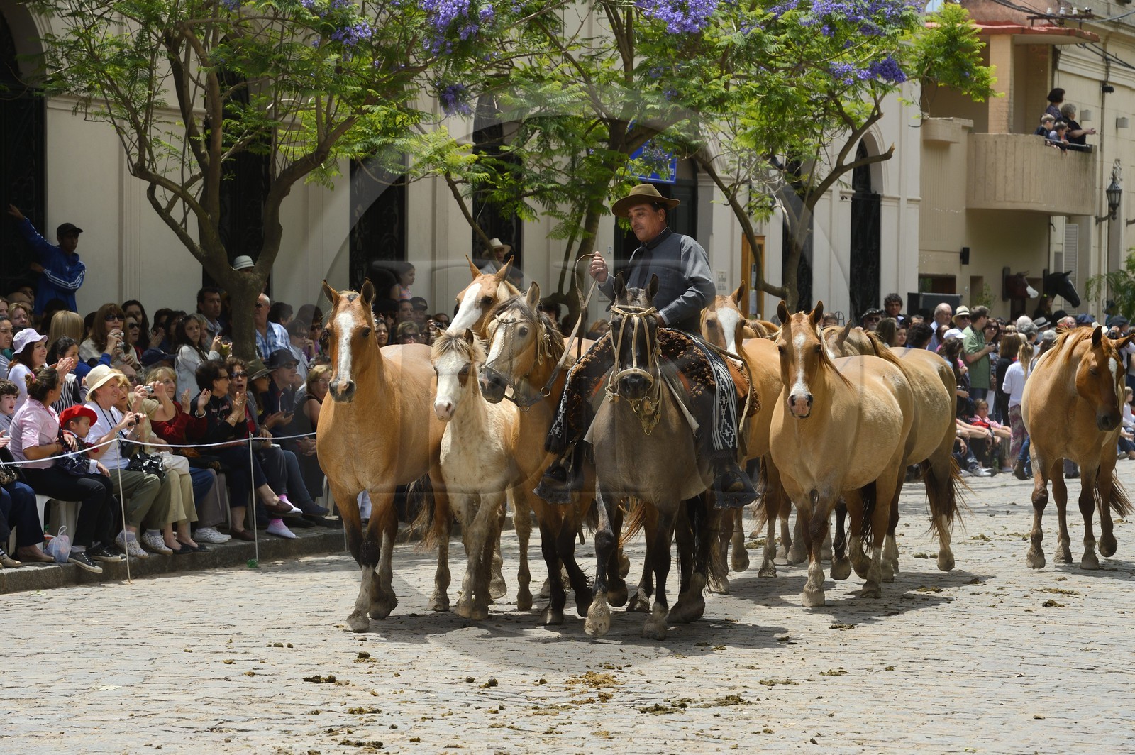 Argentine, province de Buenos Aires, San Antonio de Areco, fête du Jour de la Tradition (Dia de la Tradicion), gaucho présentant son troupeau de chevaux