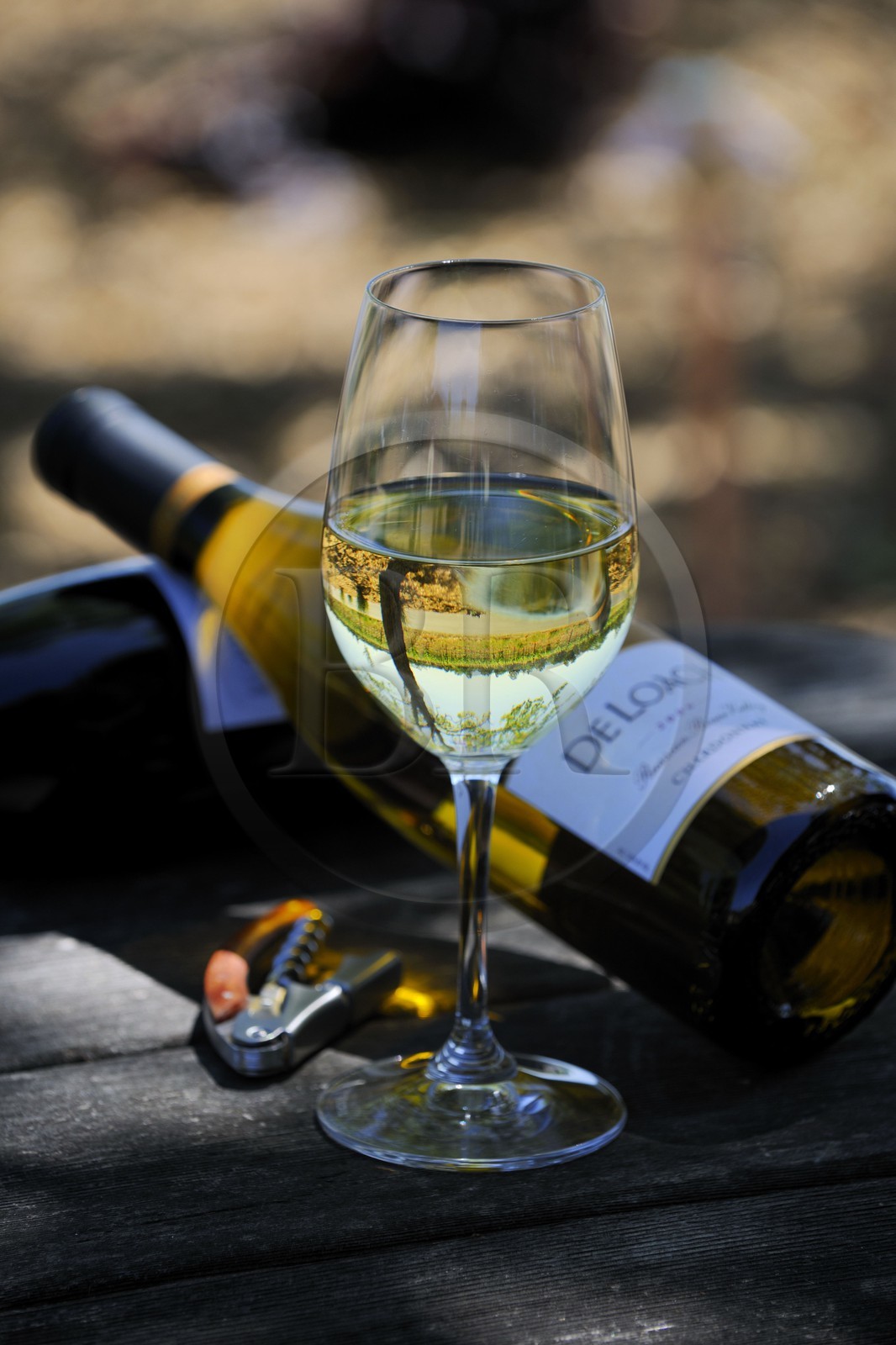 Etats-Unis, Californie, Russian Valley River, le vignoble de De Loach, chardonnay