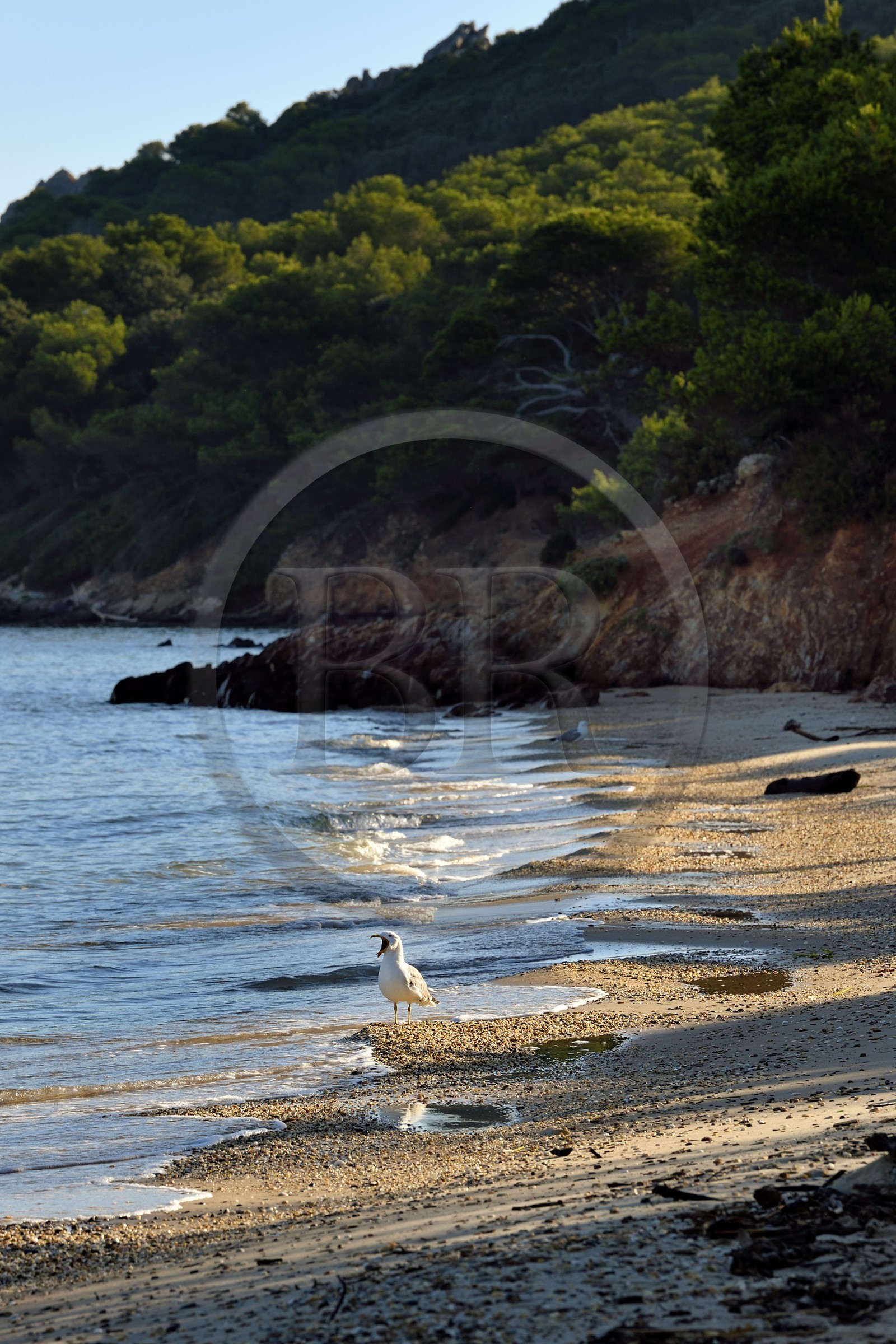 France, Var (83), Iles d'Hyères, parc national de Port Cros, Ile de Porquerolles, goéland sur la plage Notre-Dame dans la Baie de l'Alycastre