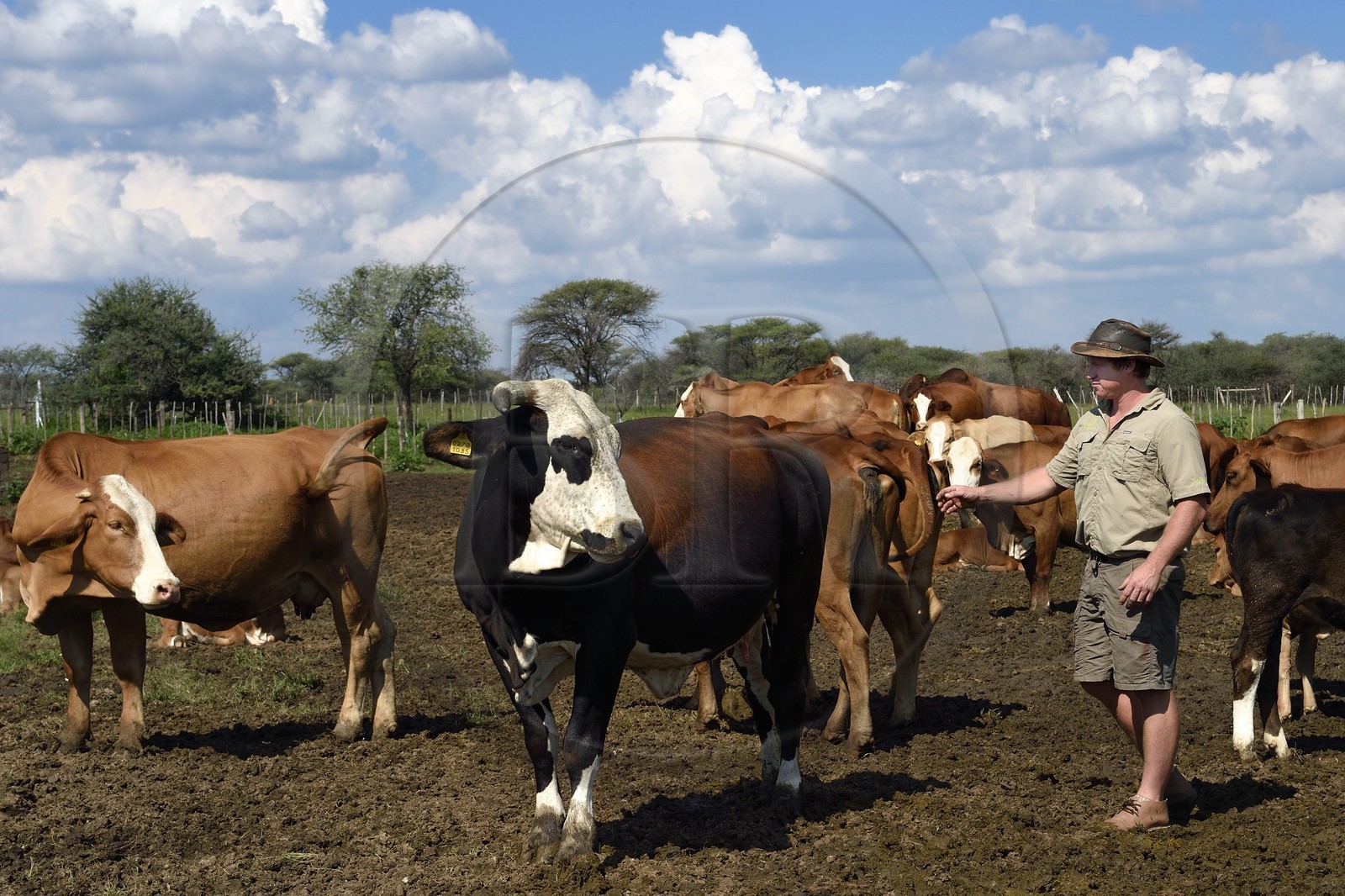 Namibia, Otjiwarongo, the farmer Paul Visser with his Simbra cows, he also works for the Cheetah Conservation Fund