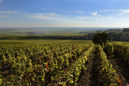 France, Marne (51), parc régional de la Montagne de Reims, Verzenay, vignobles de Champagne