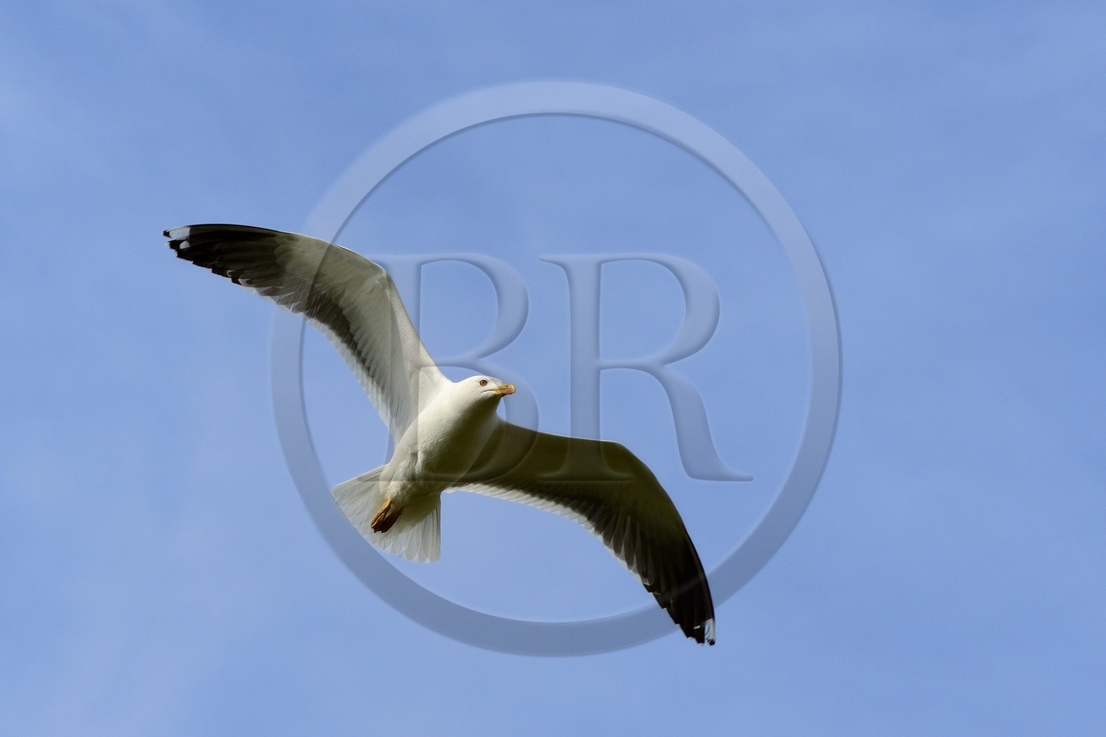 France, Finistère (29), La Foret Fouesnant, archipel des Glénan, Ile de Penfret