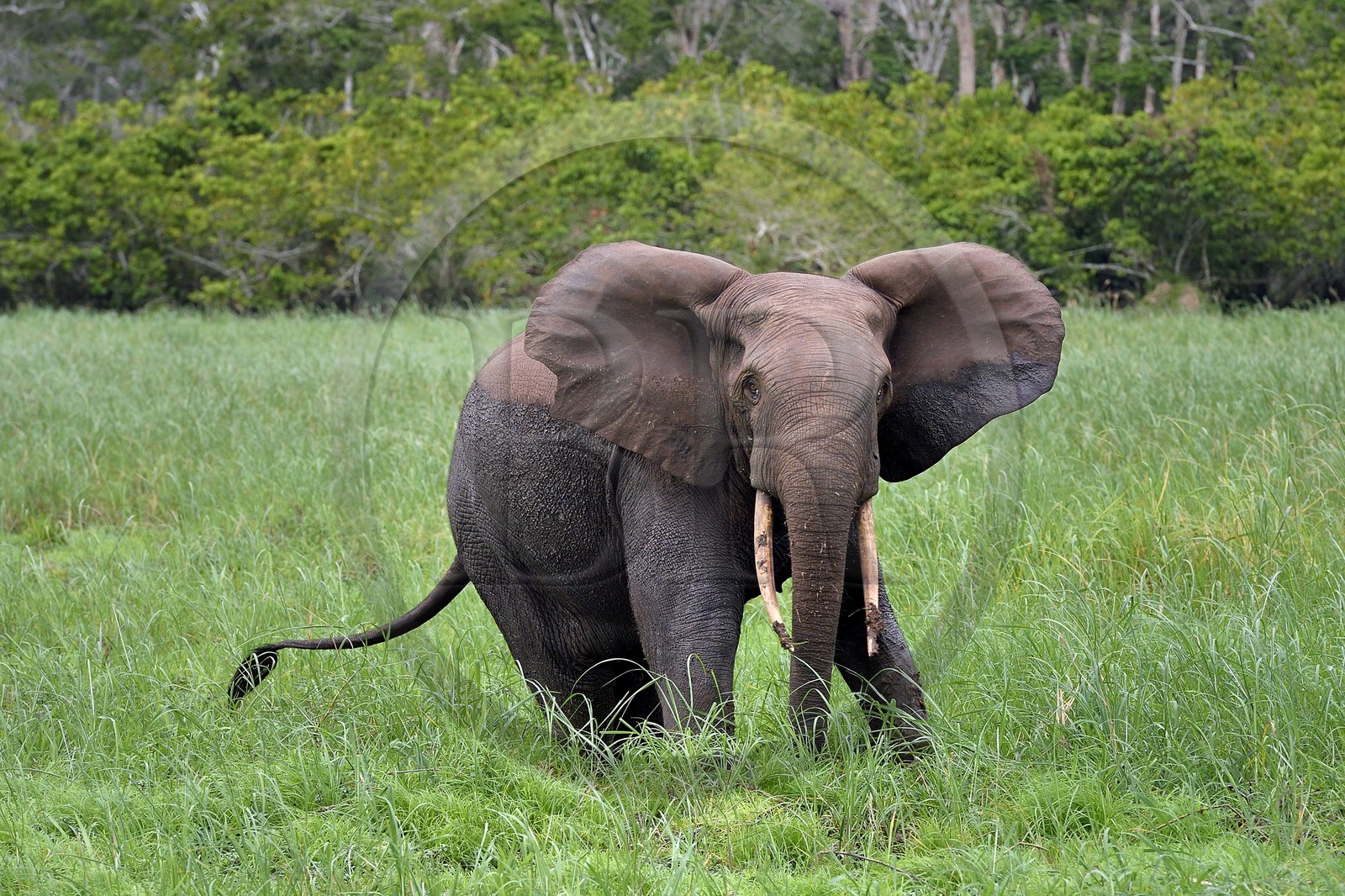 Gabon, province de Ogooué- Maritime, Parc National du Loango, site de Akaka dans la lagune du Fernan Vaz (Nkomi), éléphant de forêt d'Afrique (Loxodonta cyclotis)