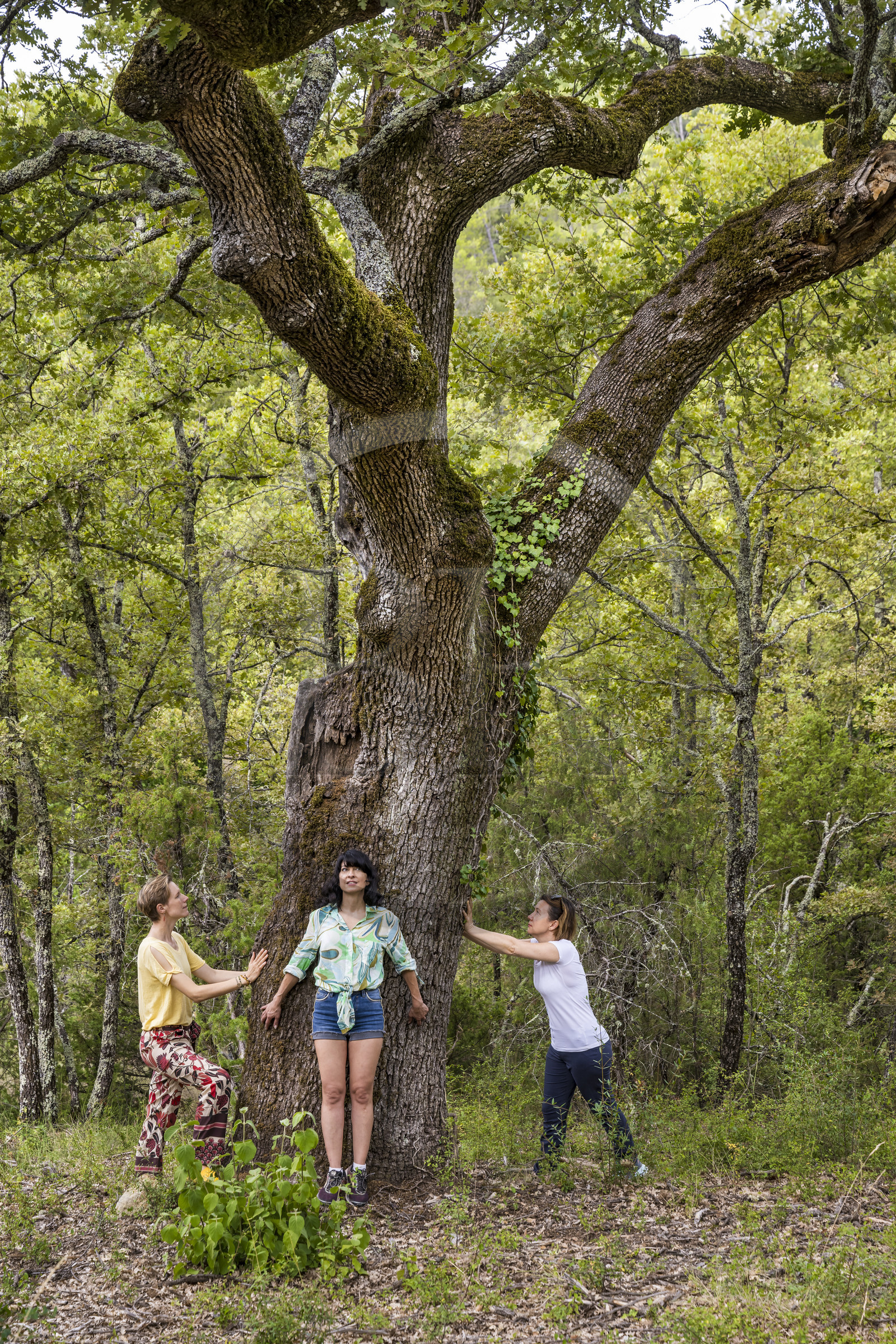 France, Var, Provence Verte (Green Provence), Bras, Academie du Bain de Foret Provencale (Academy of Forest Bathing in Provence), forest of the domaine Le Peyrourier - une campagne en Provence, Constanze Coisne guides Shinrin Yoku