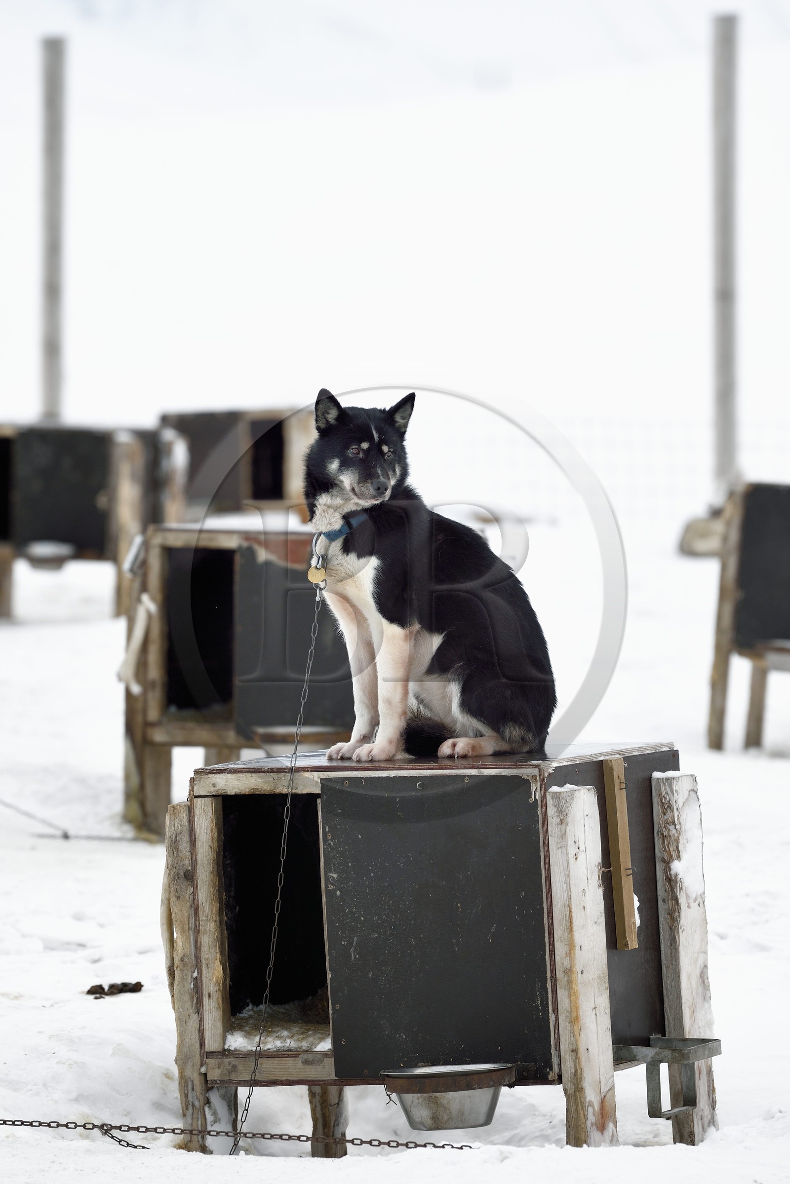 Norvège, Svalbard, Spitzberg, vallée de Adventdalen vers Longyearbyen, élevage de chiens de traineau, les huskies attendent à leur chenil d'être sortis pour tirer des traineaux