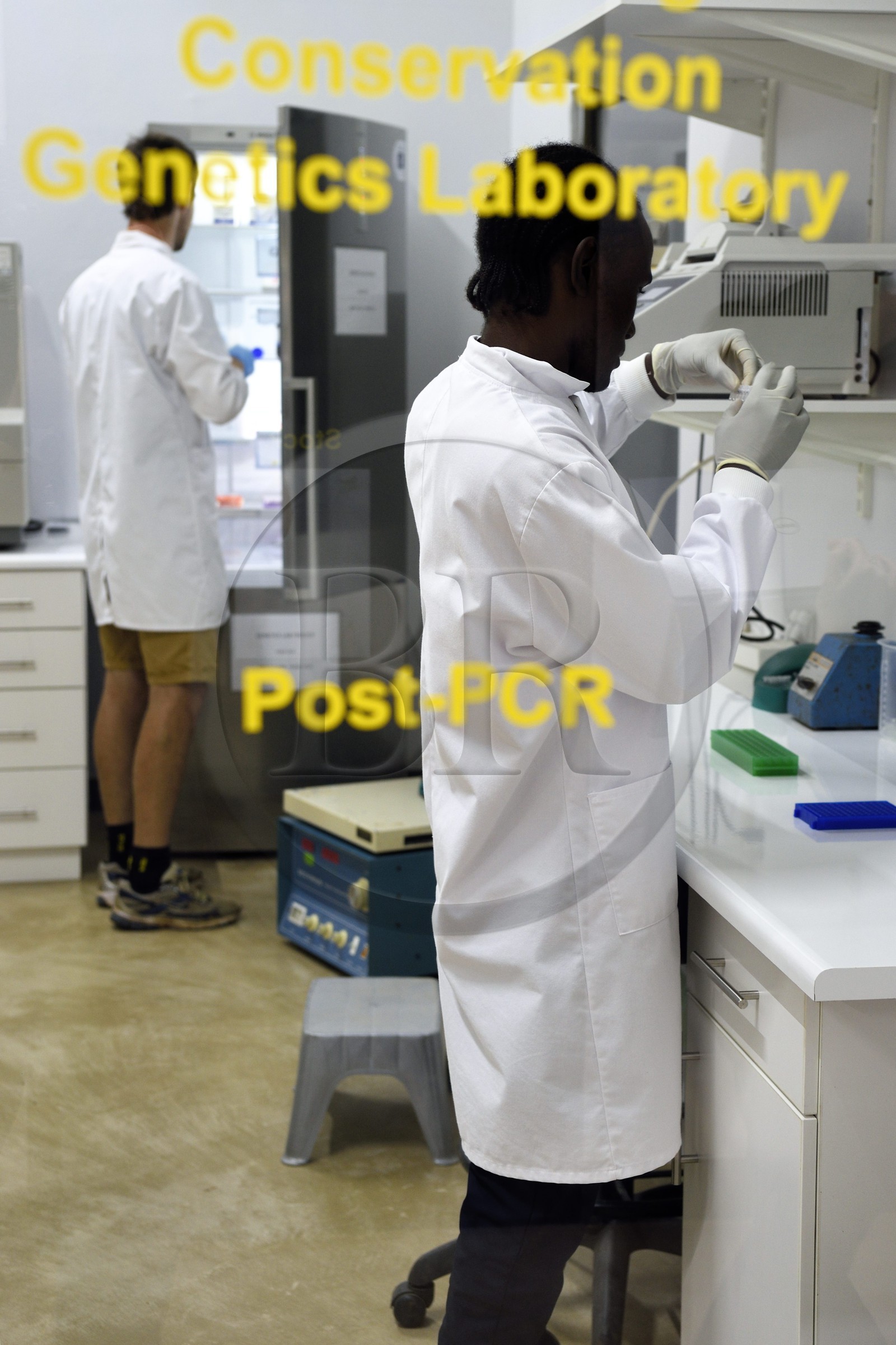 Namibia, Otjiwarongo, Cheetah Conservation Fund, research and education centre, Life Technologies Conservation Genetics Laboratory