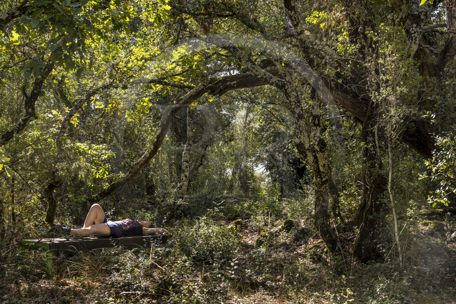 France, Var (83), Provence Verte, Bras, Académie du Bain de Forêt Provençale, forêt du domaine Le Peyrourier - une campagne en Provence