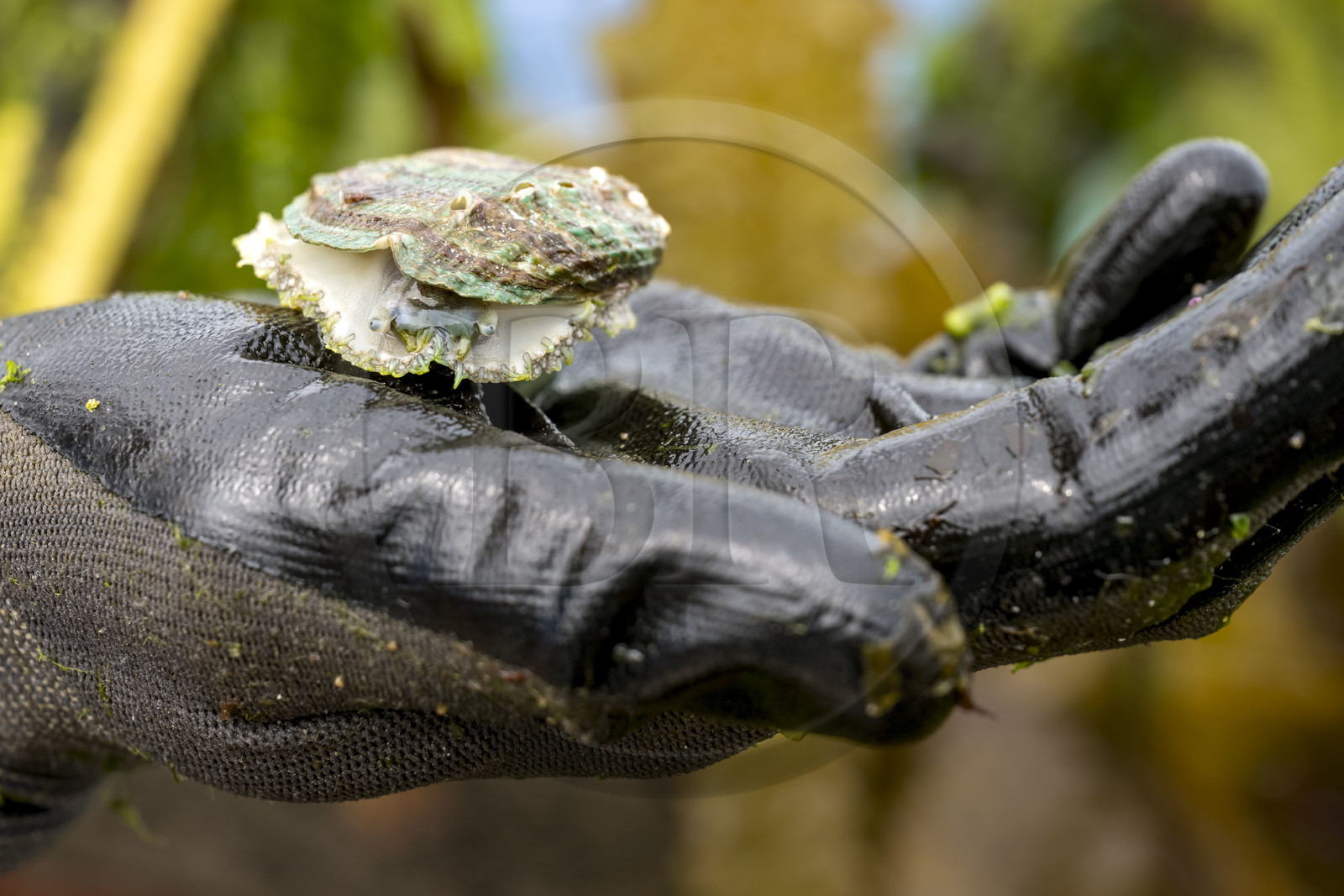 France, Finistère, Abers Country (Pays des Abers), Aber Wrac'h estuary, 3-year-old abalone (haliotis tuberculata) from open-sea breeding by France Haliotis