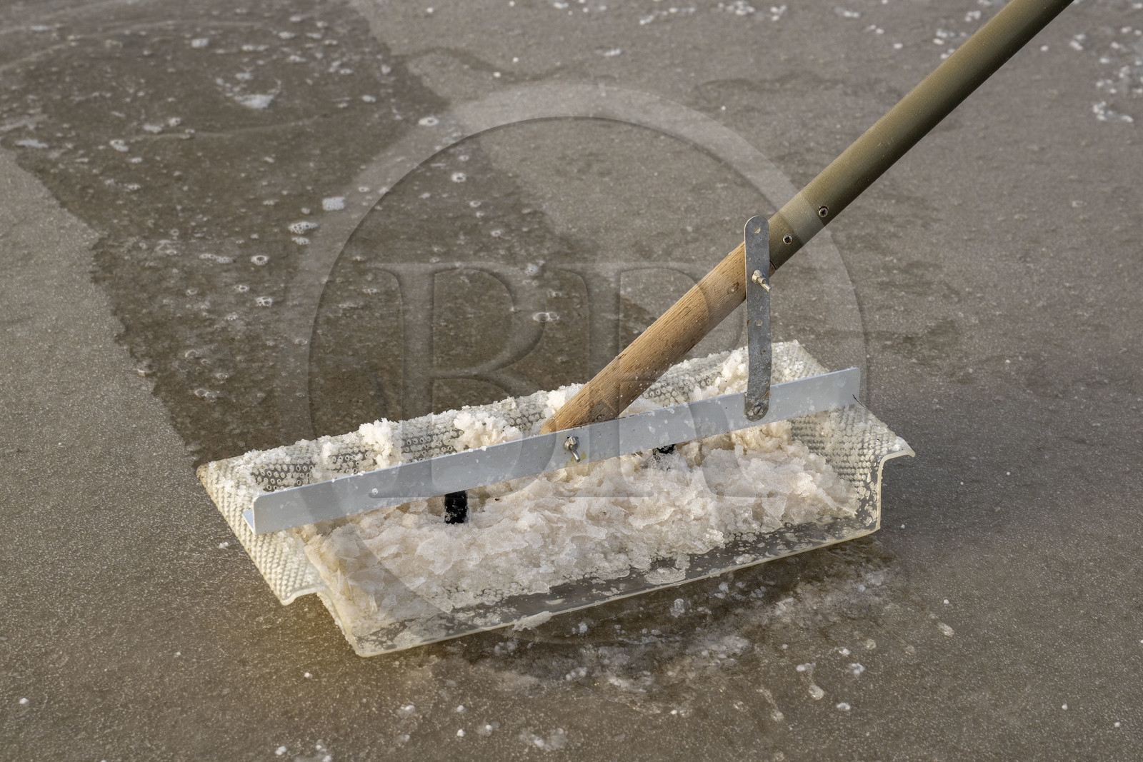 France, Charente-Maritime (17), Ile d'Oléron, Saint-Georges-d'Oléron, cueillette artisanale de la fleur de sel avec une lousse à fleur par le saunier Samuel Barbereau