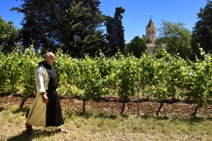 France, Alpes-Maritimes, Lerins Islands, Saint-Honorat island, Brother Marie-Paques in the Abbey of Lerins vineyards, the abbey church in the background