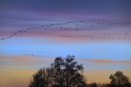 France, Indre (36), le Berry, parc naturel régional de la Brenne, Rosnay, étang de la Mer Rouge, grue cendrée (grus grus), vol au coucher de soleil