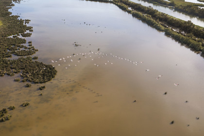 France, Gard (30), la Petite Camargue vers Aigues-Mortes, vol de flamants roses (Phoenicopterus roseus) (vue aérienne) France, Gard, the Petite Camargue towards Aigues-Mortes, flight of pink flamingos (Phoenicopterus roseus) (aerial view)