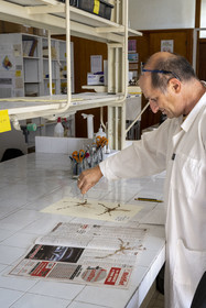 France, Alpes-Maritimes (06), Antibes, Le Jardin Botanique de la Villa Thuret (rattachée à l'INRAE), labellisé Jardin Remarquable et Arbre Remarquable, un des laboratoires de recherche dans la villa, Bernard Elsair travaille sur l'herbier Thuret