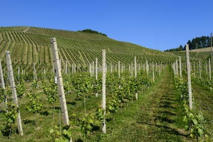 Allemagne, Bade-Wurtemberg, le vignoble à Durbach, l'établissement vinicole Weingut Laible