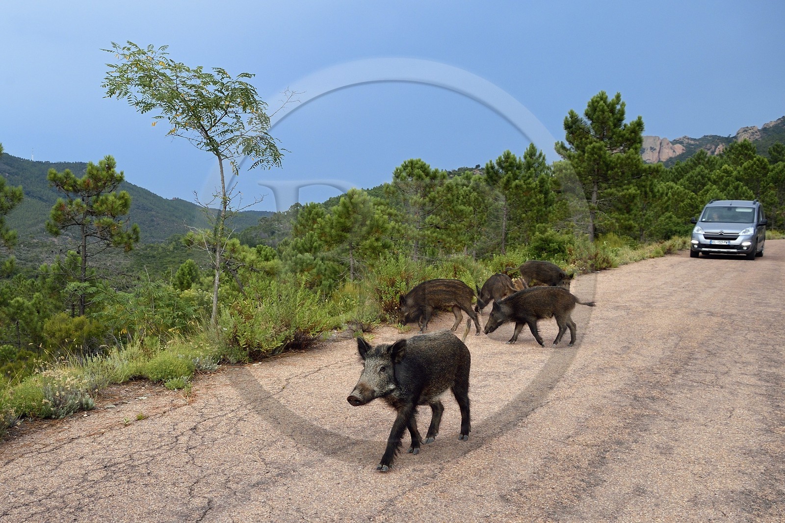 France, Var (83), Agay commune de Saint-Raphaël, les sangliers (Sus scrofa) prolifèrent dans le massif de l'Estérel