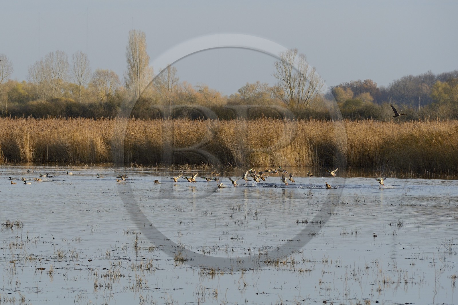 France, Indre (36), le Berry, parc naturel régional de la Brenne, étang de La Touche, envol de canards à l'approche d'un busard (circus)