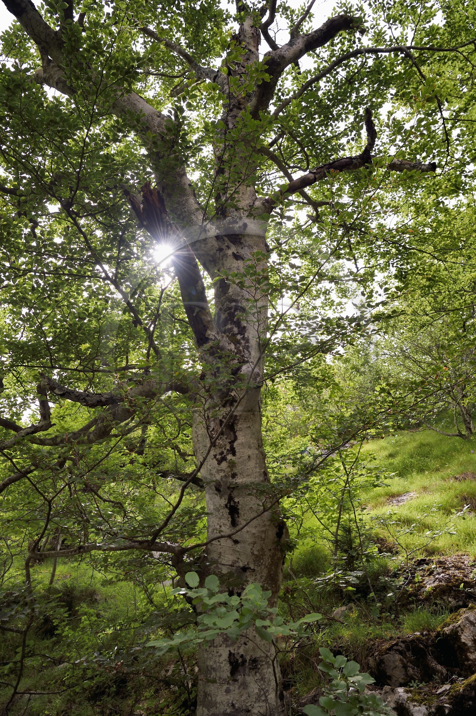 France, Var, Plan d'Aups Sainte Baume, Sainte-Baume Regional Nature Park, Massif de la Sainte-Baume relic forest protected for several centuries and classified as a national biological reserve, the original forest has a lot of beech trees