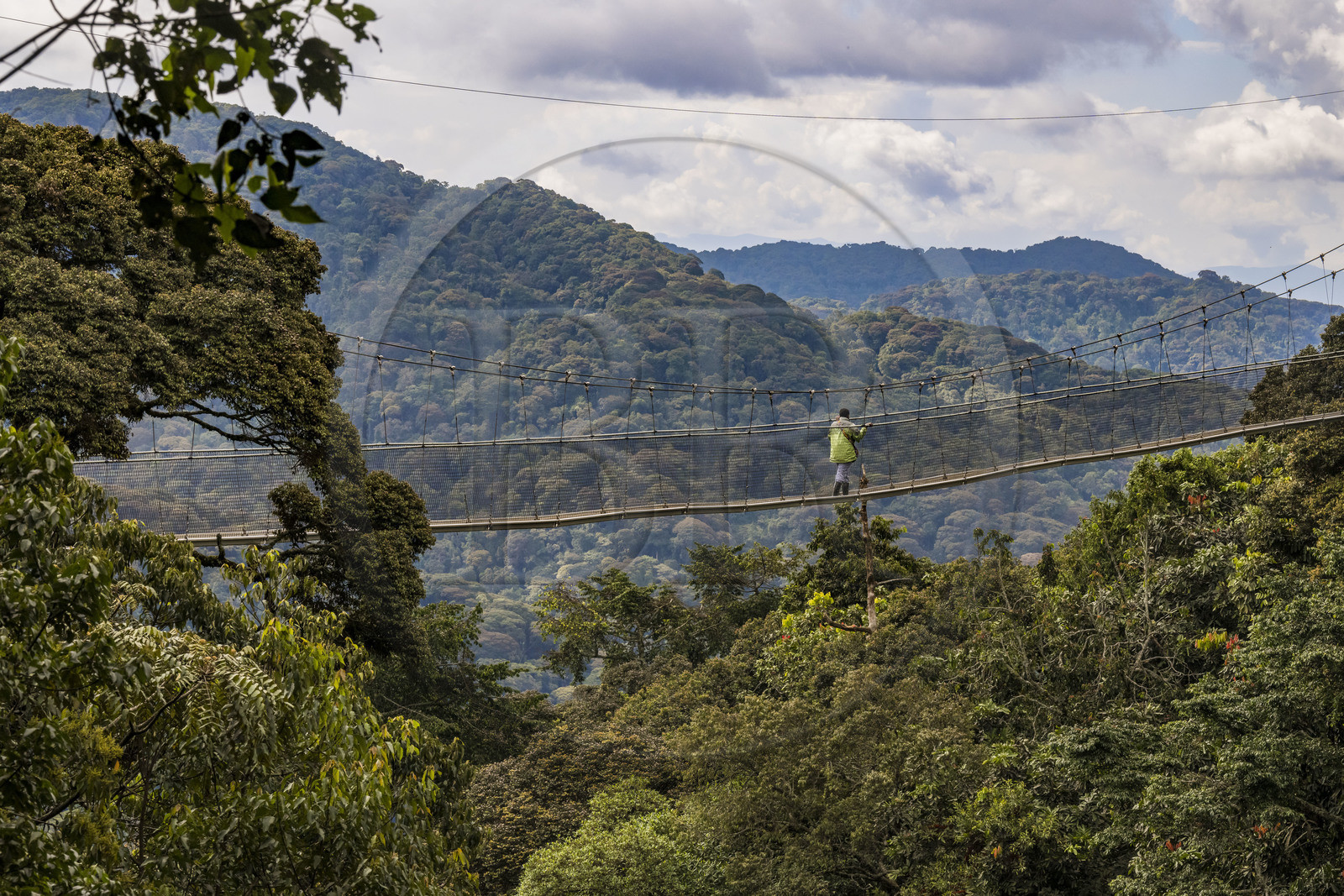 Rwanda, Province de l’Ouest, Colline Ibanda à Uwinka, Parc national de Nyungwe, la Canopy walkway passerelle suspendue qui surplombe la canopée de la forêt tropicale à 70 mètres de haut