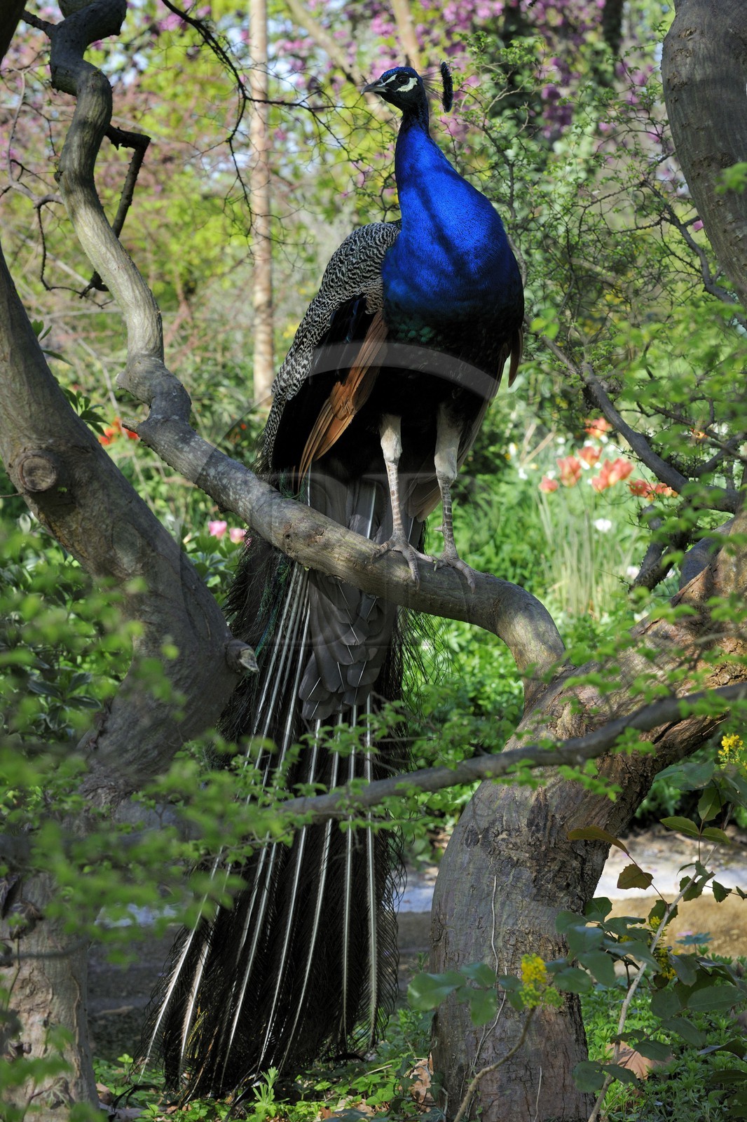 France, Paris (75), le Bois de Boulogne, parc de Bagatelle, paon