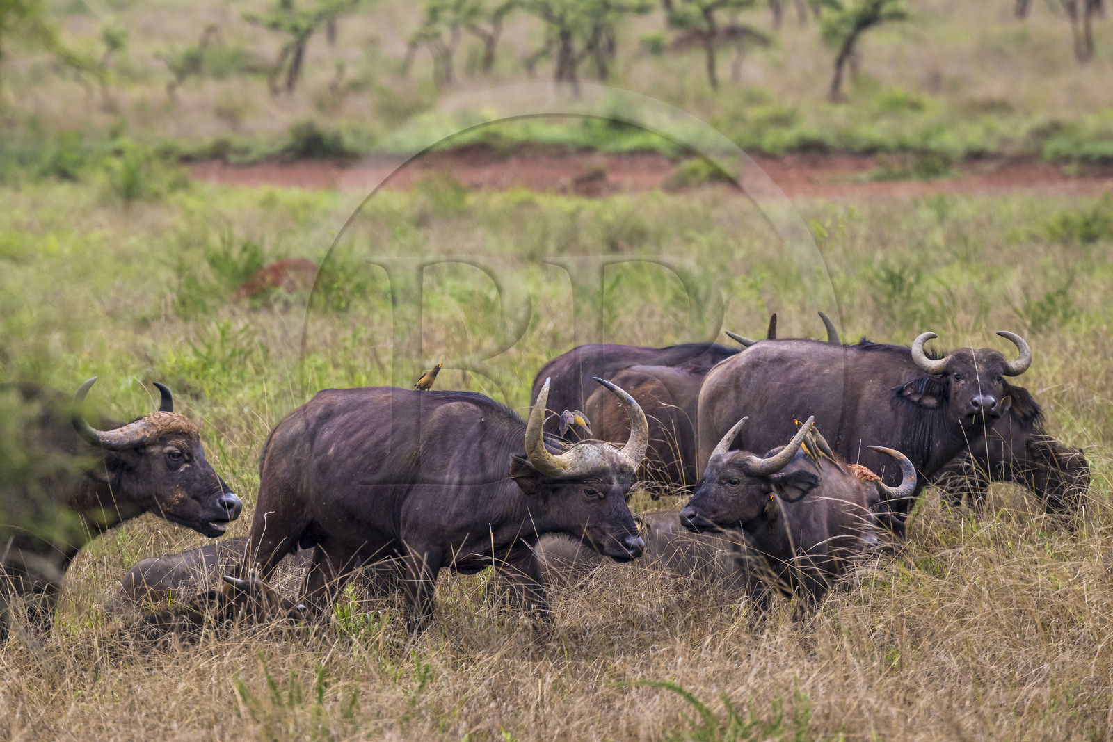 Rwanda, Parc national de l'Akagera, buffle noir des savanes (Syncerus caffer) dans la plaine et Piquebœuf à bec jaune (Buphagus africanus) sur le dos